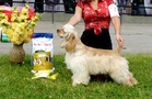 Heavenly Way's Touch Of Gold
Kuva: Karita Kempas