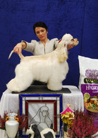 VPU-2 Fabelsfee Hate It Or Love It